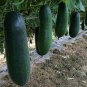8 Pcs Black Wax Gourd Seed Best Garden Plants Vegetable