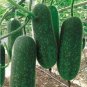 8 Pcs Black Wax Gourd Seed Best Garden Plants Vegetable