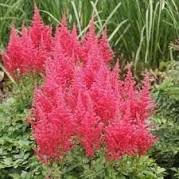 100 Pcs Fireberry False Spiraea Red Astilbe Perennial Flower Seeds