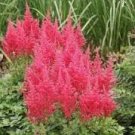 100 Pcs Fireberry False Spiraea Red Astilbe Perennial Flower Seeds