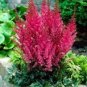 100 Pcs Fireberry False Spiraea Red Astilbe Perennial Flower Seeds