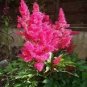 100 Pcs Fireberry False Spiraea Red Astilbe Perennial Flower Seeds
