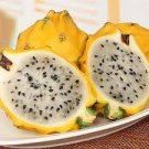 30 Pcs Rare Large Yellow Dragon Fruit Pitaya Organic Seeds 30 Pcs Rare Large Yellow Dragon Fruit Pitaya Organic Seeds