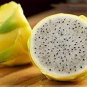 30 Pcs Rare Large Yellow Dragon Fruit Pitaya Organic Seeds