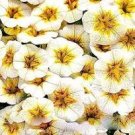 100 Pcs Rare Superbells Frostfire Calibrachoa Petunia Annual Flower