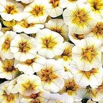 100 Pcs Rare Superbells Frostfire Calibrachoa Petunia Annual Flower