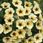 100 Pcs Rare Superbells Frostfire Calibrachoa Petunia Annual Flower