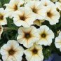 100 Pcs Rare Superbells Frostfire Calibrachoa Petunia Annual Flower
