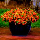 100 Pcs Petunia Vigorous Free-flowering Annual Bonsai Flower Seeds