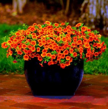 100 Pcs Petunia Vigorous Free-flowering Annual Bonsai Flower Seeds