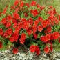 100 Pcs Petunia Vigorous Free-flowering Annual Bonsai Flower Seeds