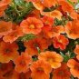 100 Pcs Petunia Vigorous Free-flowering Annual Bonsai Flower Seeds