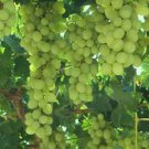 15 Pcs Heirloom Fragrant Sweet Green Grape Organic Seeds