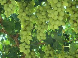15 Pcs Heirloom Fragrant Sweet Green Grape Organic Seeds