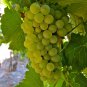 15 Pcs Heirloom Fragrant Sweet Green Grape Organic Seeds