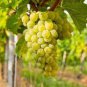 15 Pcs Heirloom Fragrant Sweet Green Grape Organic Seeds