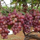 15 Pcs Heirloom Pink Hongti Grape Organic Seeds