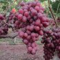 15 Pcs Heirloom Pink Hongti Grape Organic Seeds