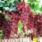 15 Pcs Heirloom Pink Hongti Grape Organic Seeds