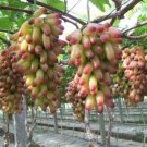 15 Pcs Heirloom Manicure Finger Grape Organic Seeds 15 Pcs Heirloom Manicure Finger Grape Organic Seeds