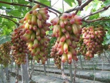 15 Pcs Heirloom Manicure Finger Grape Organic Seeds