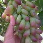 15 Pcs Heirloom Manicure Finger Grape Organic Seeds