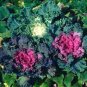 50 Pcs Brassica Oleracea Red White Ornamental Kale Mixed Seeds