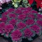 50 Pcs Brassica Oleracea Red White Ornamental Kale Mixed Seeds