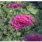 50 Pcs Brassica Oleracea Red White Ornamental Kale Mixed Seeds