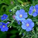 50 Pcs Balcony Hanging Blue Flax Flower Seeds 50 Pcs Balcony Hanging Blue Flax Flower Seeds