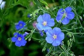 50 Pcs Balcony Hanging Blue Flax Flower Seeds