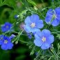 50 Pcs Balcony Hanging Blue Flax Flower Seeds
