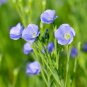 50 Pcs Balcony Hanging Blue Flax Flower Seeds