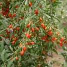 50 Pcs Mixed Qinhai Black & Red Ningxia Gogi Wolfberry Seeds Herbal Medlar