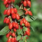 50 Pcs Mixed Qinhai Black & Red Ningxia Gogi Wolfberry Seeds Herbal Medlar