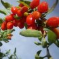 50 Pcs Mixed Qinhai Black & Red Ningxia Gogi Wolfberry Seeds Herbal Medlar