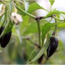 20 Pcs Black Rice Chilli Hot Pepper Vegetable Seeds 20 Pcs Black Rice Chilli Hot Pepper Vegetable Seeds