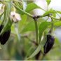 20 Pcs Black Rice Chilli Hot Pepper Vegetable Seeds