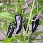 20 Pcs Black Rice Chilli Hot Pepper Vegetable Seeds