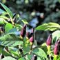 20 Pcs Black Rice Chilli Hot Pepper Vegetable Seeds