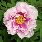 5 Pcs Rare 'Zi Ban' Pink Peony Tree with Black Spot Flower Seeds 5 Pcs Rare 'Zi Ban' Pink Peony Tree with Black Spot Flower Seeds