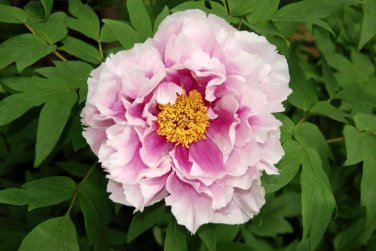 5 Pcs Rare 'Zi Ban' Pink Peony Tree with Black Spot Flower Seeds
