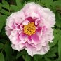 5 Pcs Rare 'Zi Ban' Pink Peony Tree with Black Spot Flower Seeds