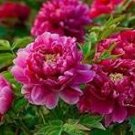 5 Pcs Heirloom 'Ying Ge Lv' Small Green Peony Shrub Bonsai Flower Seeds