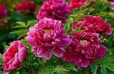 5 Pcs Heirloom 'Ying Ge Lv' Small Green Peony Shrub Bonsai Flower Seeds