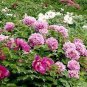 5 Pcs Heirloom 'Ying Ge Lv' Small Green Peony Shrub Bonsai Flower Seeds