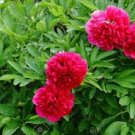 5 Pcs Rare 'East Jin' Red Middle Red Peony Shrub Flower Seeds 5 Pcs Rare 'East Jin' Red Middle Red Peony Shrub Flower Seeds