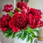 5 Pcs Rare 'East Jin' Red Middle Red Peony Shrub Flower Seeds