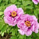 5 Pcs Rare 'Jin Pao Hong' Red Peony Tree Flower