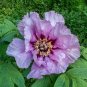 5 Pcs Rare 'Jin Pao Hong' Red Peony Tree Flower
